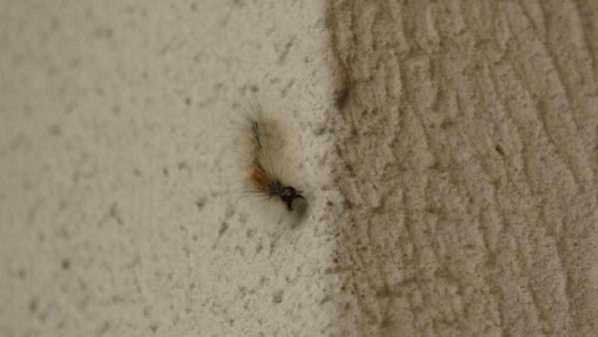 Kocaeli'de binaları tırtıllar bastı