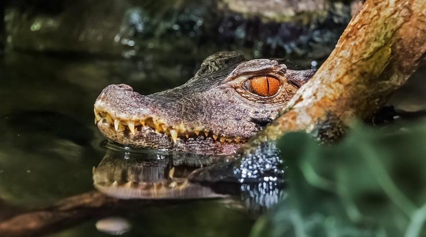 &Uuml;nl&uuml; siyaset&ccedil;inin timsahı bir adamı ısırdı!