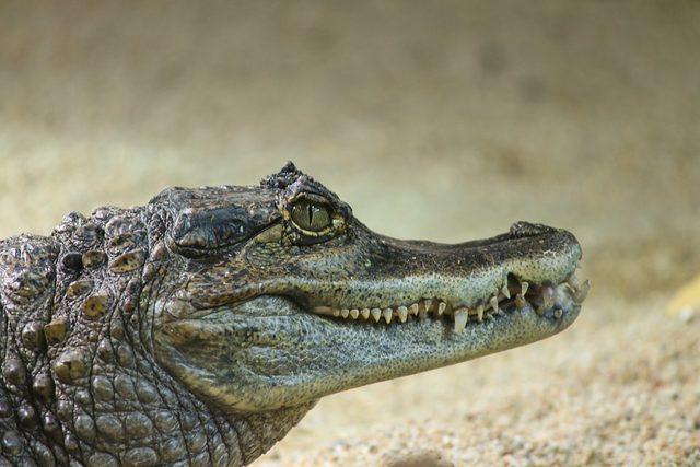 crocodile-cayman-islands-3828106_960_720