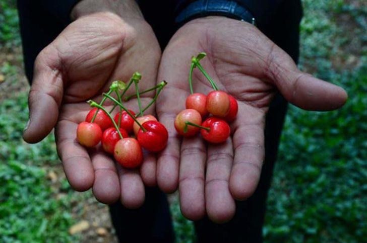 Sezonun ilk kirazı pazara çıktı G4