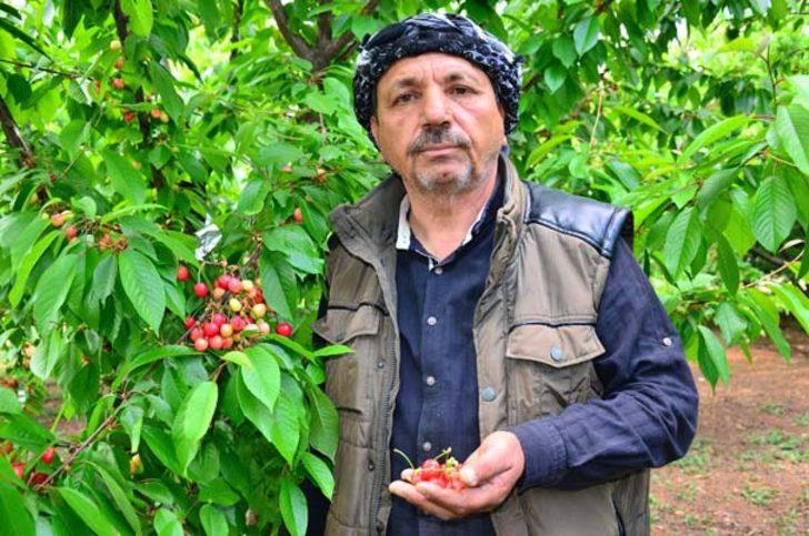 Sezonun ilk kirazı pazara çıktı G5