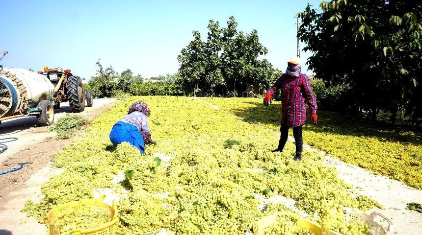 Bakanın kuru &uuml;z&uuml;m fiyat a&ccedil;ıklaması &uuml;reticileri memnun etti