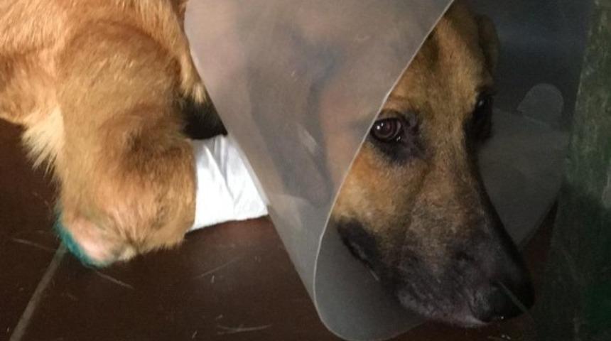 B&uuml;y&uuml;kşehir Belediyesi Hayvana verdiği değeri bir kez daha g&ouml;sterdi