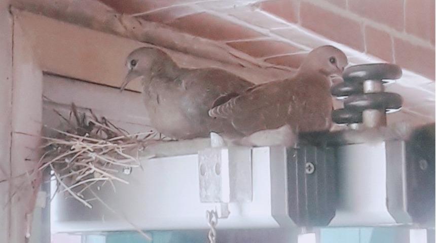 Kumru ve yavruları yuvadan g&ouml;&ccedil; etti