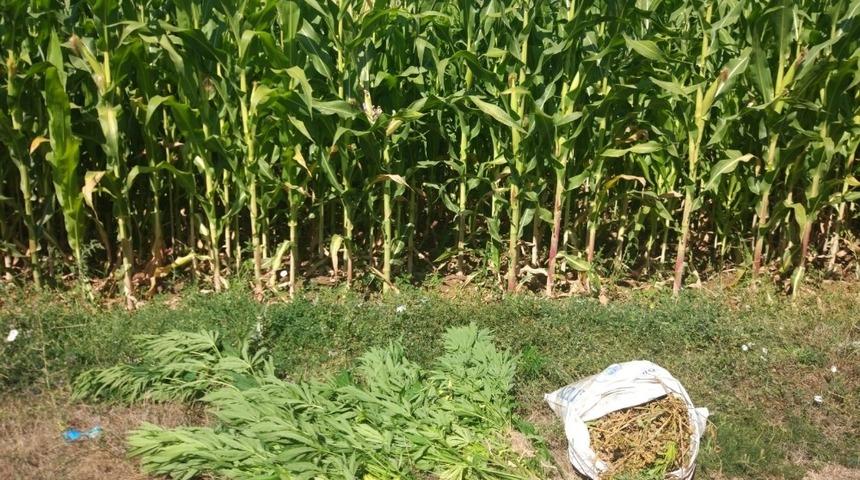 Mısır tarlasında Hint keneviri ele geçirildi