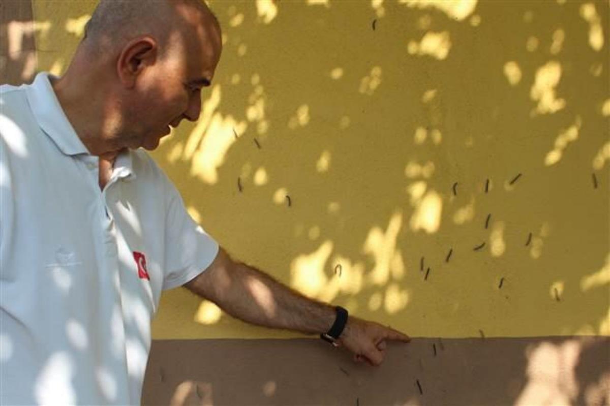 Her yeri istila ettiler! Sayıları her yıl artıyor: Taşınmak zorunda kaldı