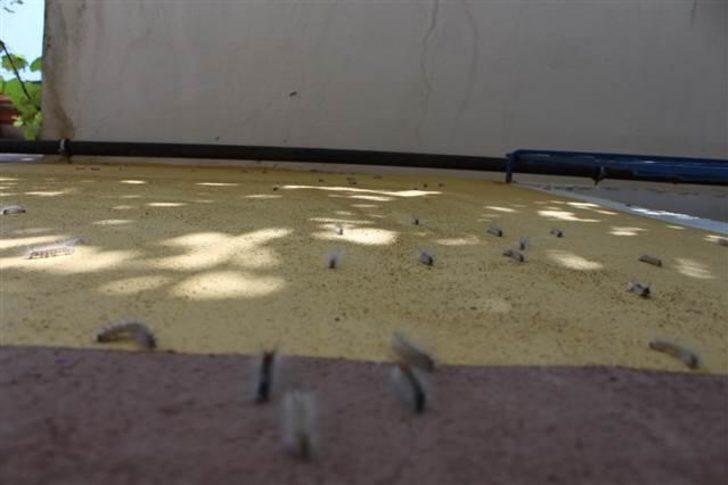 Her yeri istila ettiler! Sayıları her yıl artıyor: Taşınmak zorunda kaldı G2