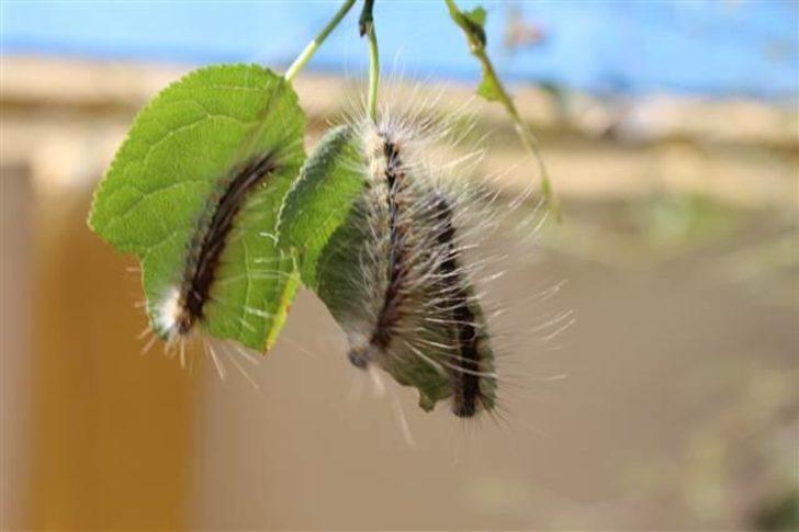 Her yeri istila ettiler! Sayıları her yıl artıyor: Taşınmak zorunda kaldı G4