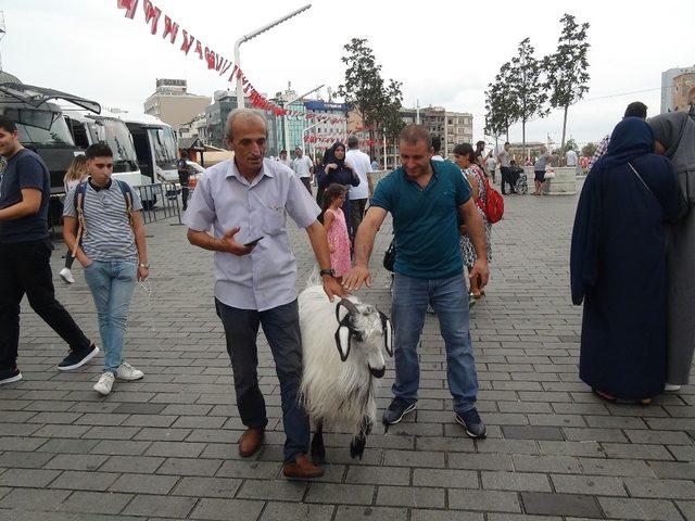 (Özel) Keçisiyle Taksim’e çıktı, vatandaşların ilgi odağı oldu