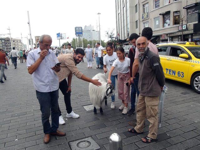 (Özel) Keçisiyle Taksim’e çıktı, vatandaşların ilgi odağı oldu