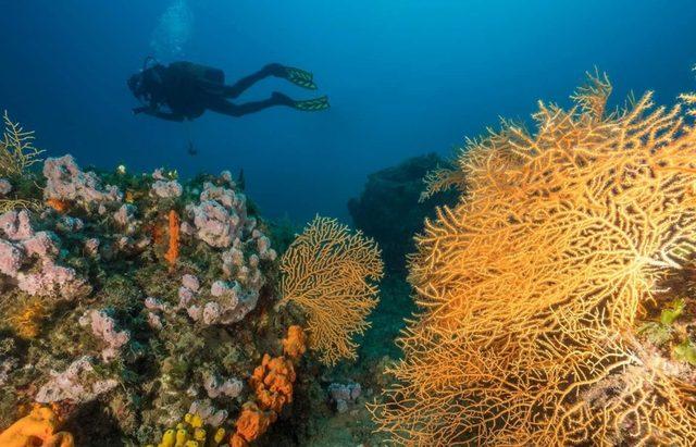 (&Ouml;zel) Kızıl mercanlardan sonra sarı mercanlar da b&uuml;y&uuml;k ilgi &ccedil;ekiyor 1