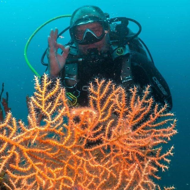 (&Ouml;zel) Kızıl mercanlardan sonra sarı mercanlar da b&uuml;y&uuml;k ilgi &ccedil;ekiyor 3