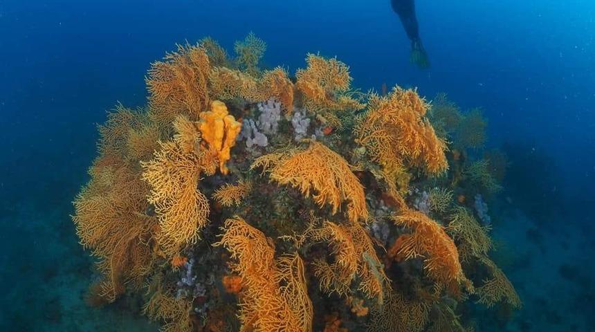 (&Ouml;zel) Kızıl mercanlardan sonra sarı mercanlar da b&uuml;y&uuml;k ilgi &ccedil;ekiyor