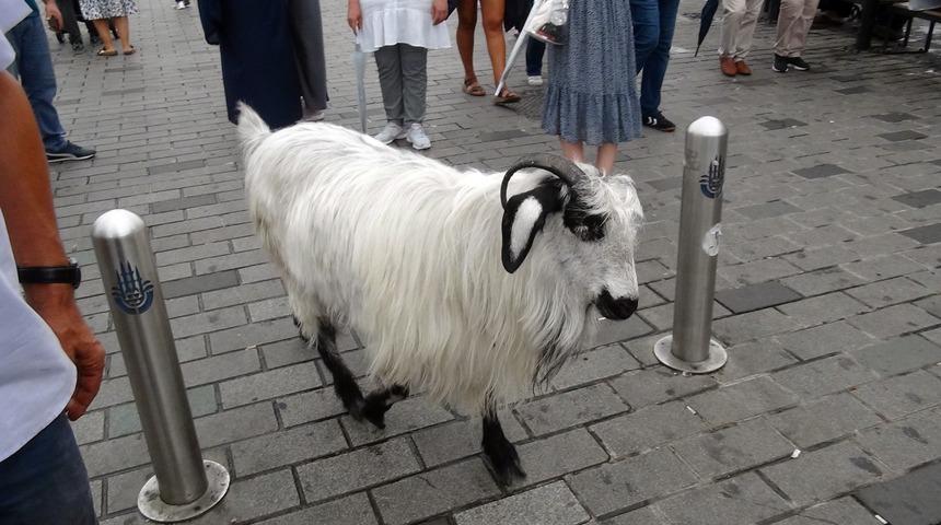 Taksim'de gezen ke&ccedil;i vatandaşların ilgi odağı oldu