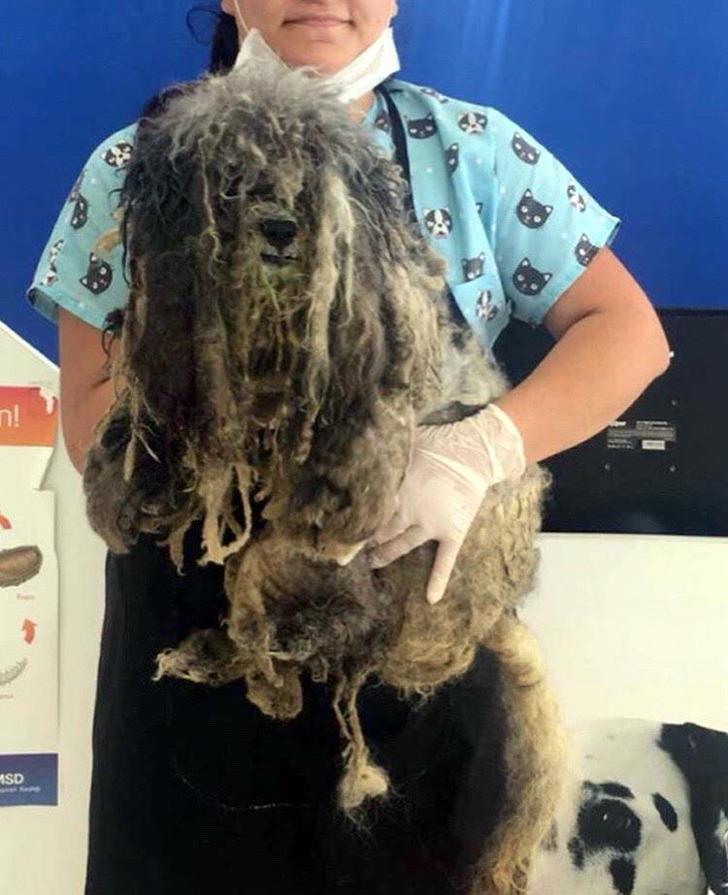 Üzerinden 4 kilo tüy çıktı! Son hali görenleri şaşırttı G2