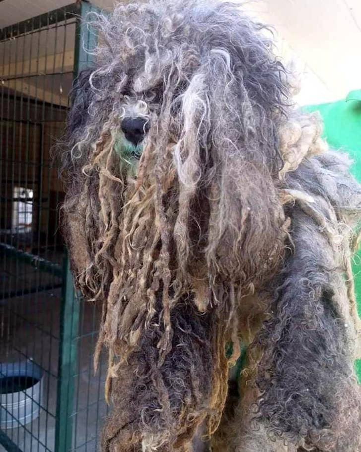 Üzerinden 4 kilo tüy çıktı! Son hali görenleri şaşırttı G1