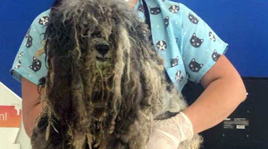 B&ouml;yle bulundu, t&uuml;yleri kesilince altından terrier &ccedil;ıktı