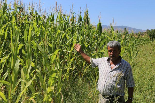 Domuzlarının oluşturduğu zararın giderilmesi için hukuk mücadelesi başlattı