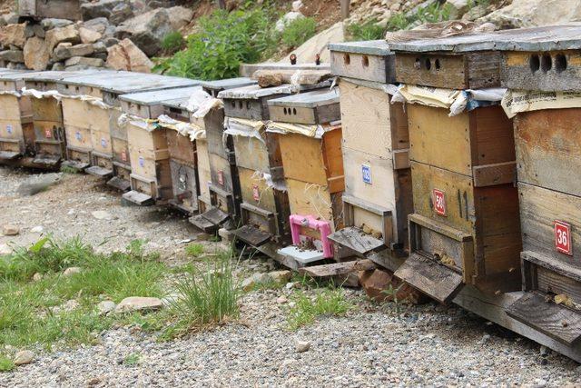 Anzer Balı sağımı tamamlandı, sıra tahlile geldi