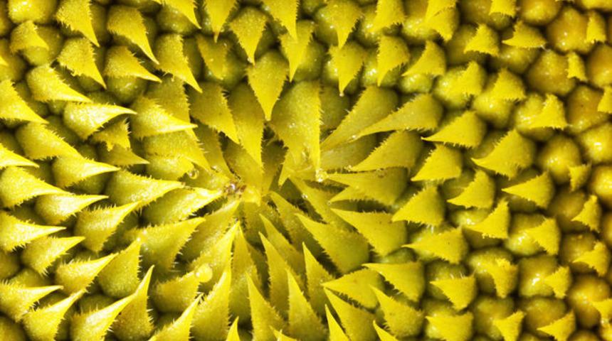 Sağlığınıza iyi gelen 4 şifalı yağ türü