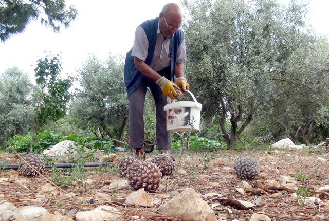 Gölgesi için diktiği ağaçtan para kazandı