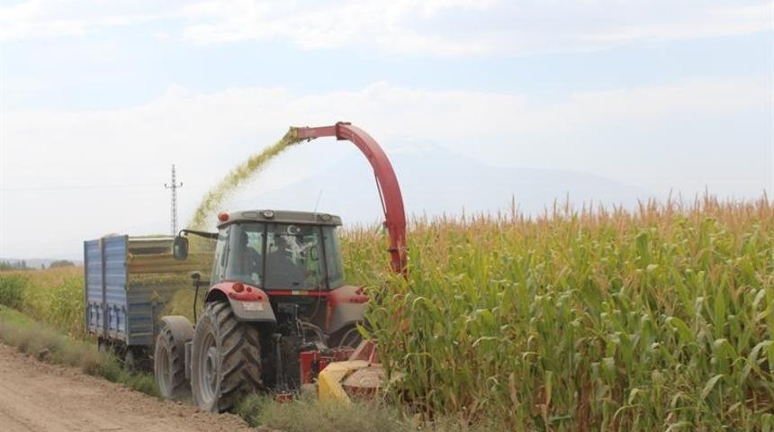 Iğdır&rsquo;da silajlık mısır hasadı devam ediyor