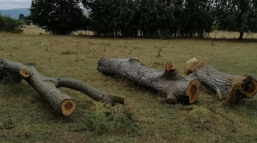 Ceviz ağa&ccedil;larını kesip &ccedil;alanlar başka tarlaya saklamış