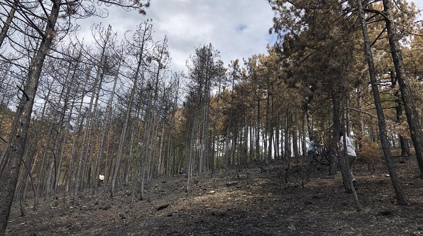 Boyabat&rsquo;ta yanan b&ouml;lgeler yeniden yeşillendiriliyor