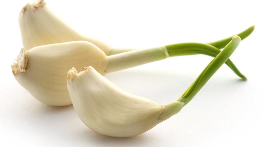 Merak edenler i&ccedil;in: Filizlenen sarımsak yenir mi? 