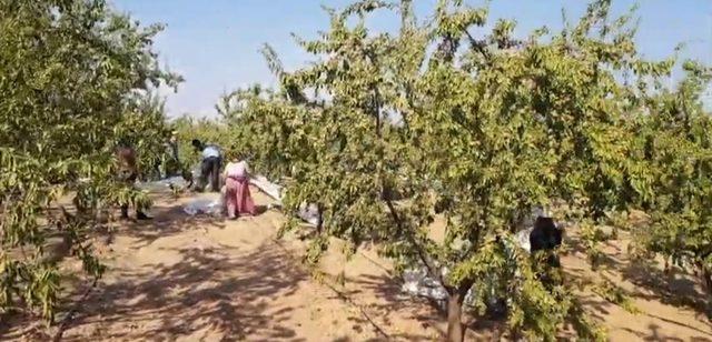 Badem hasat sezonu başladı