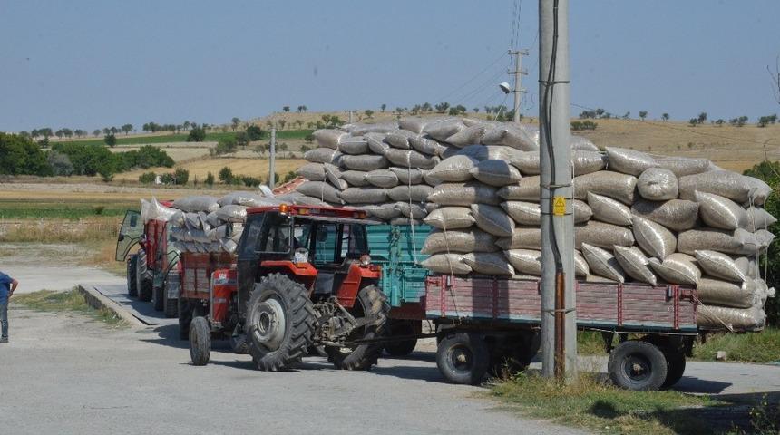 Günyüzü’nde haşhaş kapsülü alımı devam ediyor