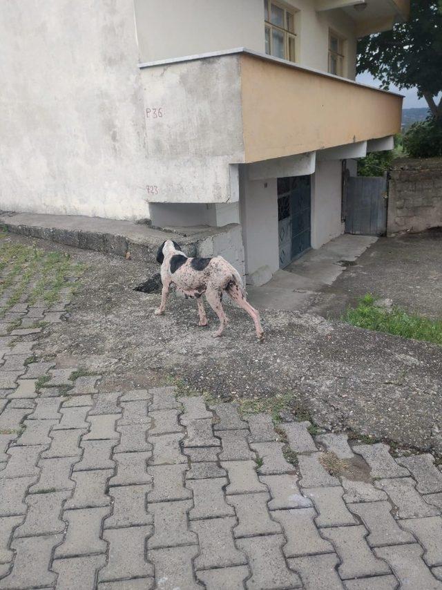 Uyuz köpekler köy halkını tedirgin etti