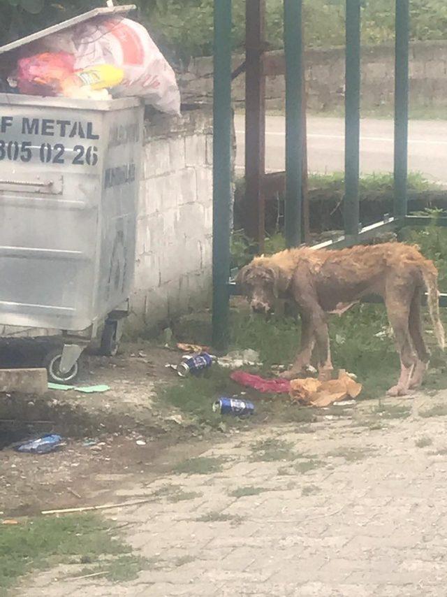 Uyuz köpekler köy halkını tedirgin etti