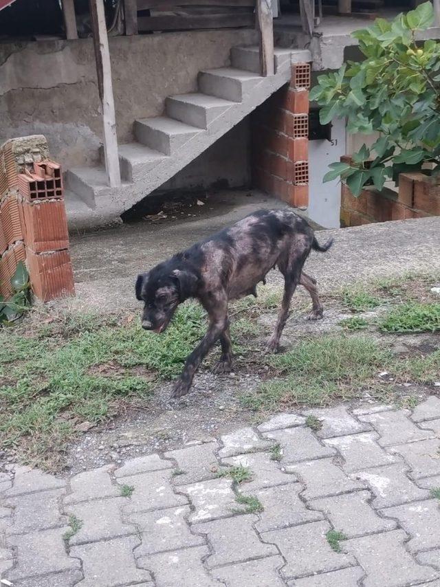 Uyuz köpekler köy halkını tedirgin etti