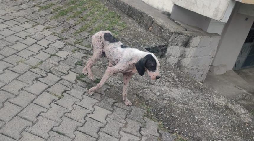 Uyuz köpekler köy halkını tedirgin etti