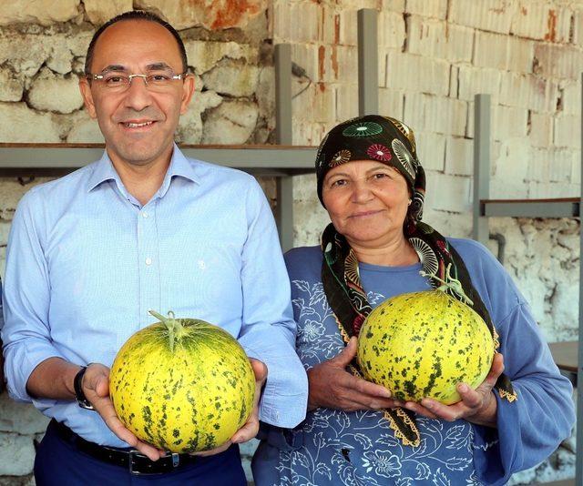 Urla’da merakla beklenen kavun festivali başlıyor