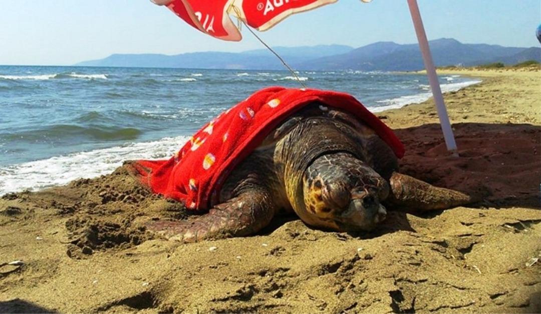 Yarası nedeniyle denize d&ouml;nemeyen Caretta caretta koruma altına alındı