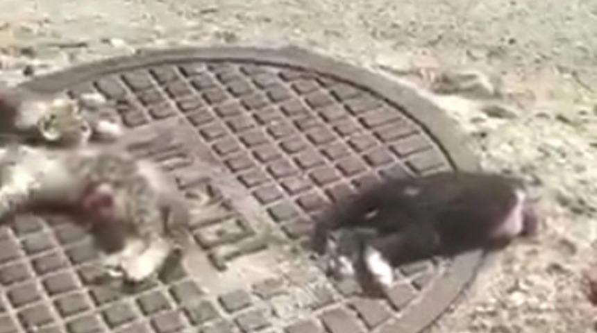 Antalya'da vahşet! Parçalanmış halde 3 kedi bulundu