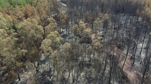 Bodrum'da yanan ormanlık bölge havadan görüntülendi