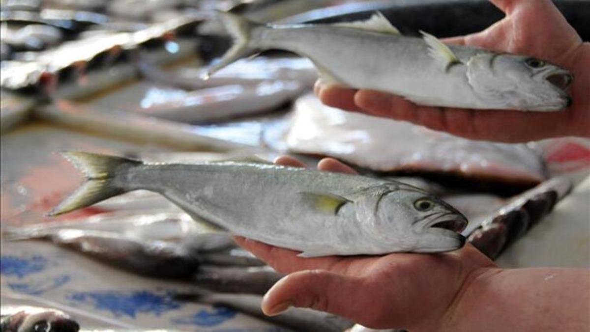  Yeni sezonda balık&ccedil;ının umudu 'l&uuml;fer'
