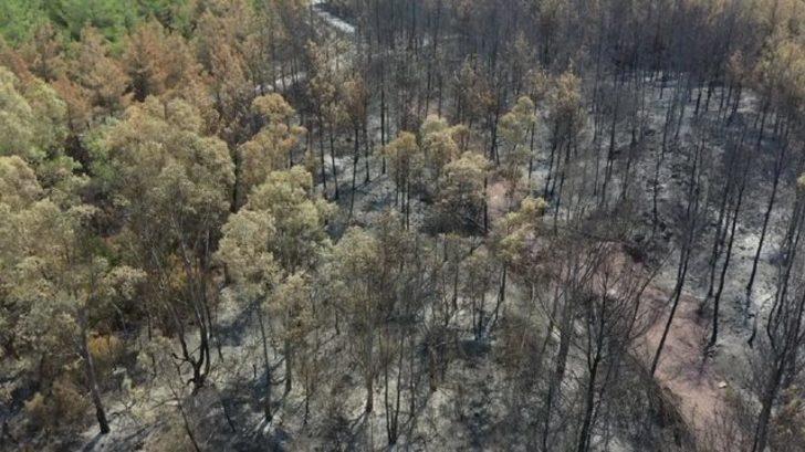 Bodrum'da yanan alan havadan görüntülendi!  G1
