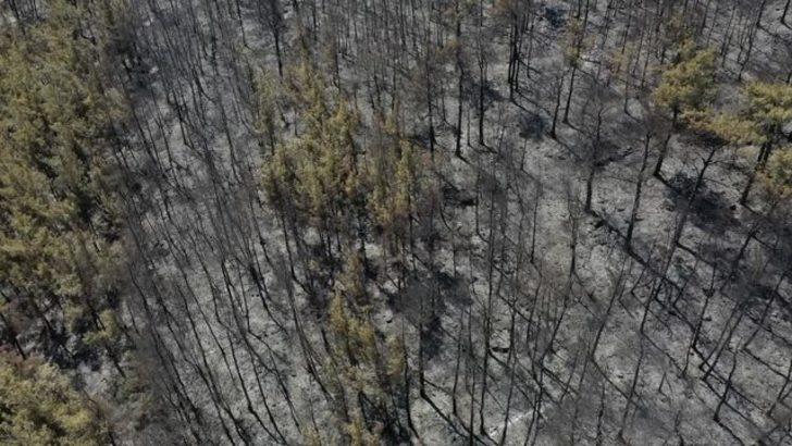 Bodrum'da yanan alan havadan görüntülendi!  G3