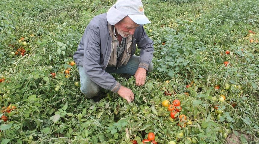 S&ouml;zleşmesiz domates eken &uuml;retici hayal kırıklığına uğradı