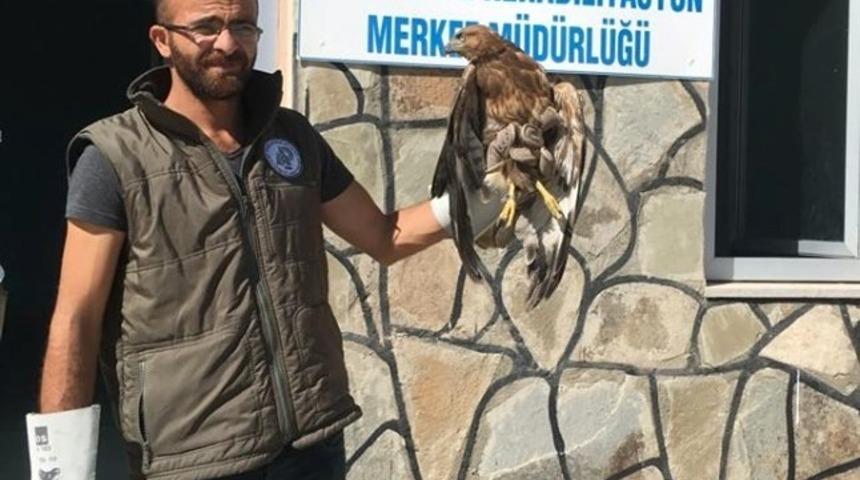 Van&rsquo;da yaralı kuşlar tedavi altına alındı