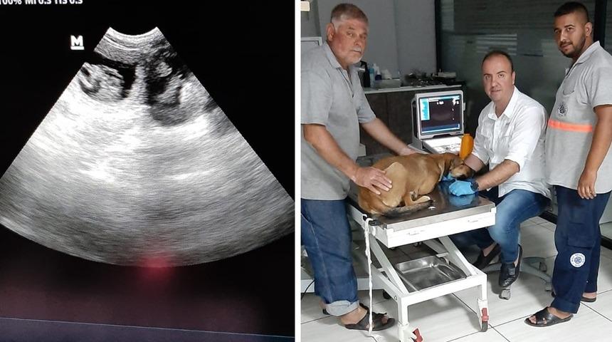 Barınak &ccedil;alışanlarının dikkati k&ouml;pekleri hayata bağladı