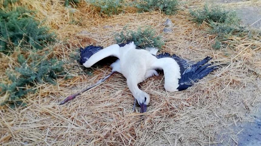 Adıyaman'da leylek katliamı