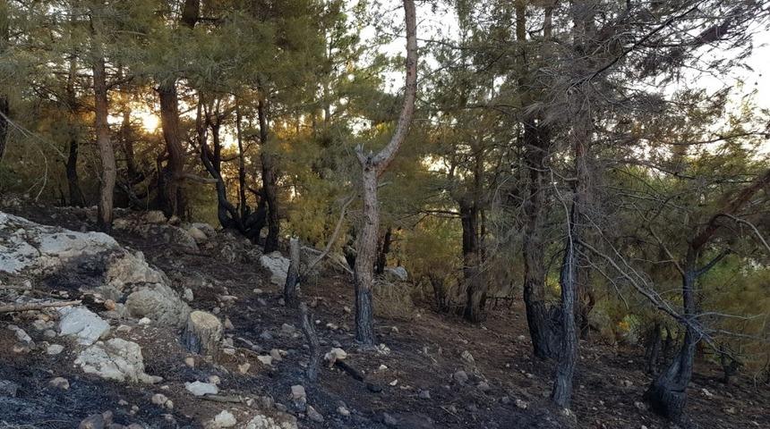 Kozan&rsquo;da orman yangını