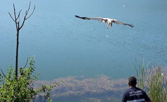 Kocaeli’de yaralı kuşlar tedavi edilerek doğaya salındı