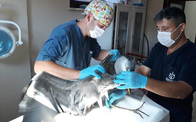 Kocaeli’de yaralı kuşlar tedavi edilerek doğaya salındı