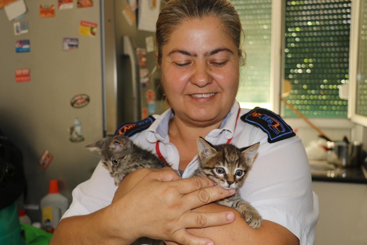 Evde bırakamadığı engelli iki yavru kedisiyle otob&uuml;s şof&ouml;rl&uuml;ğ&uuml; yapıyor